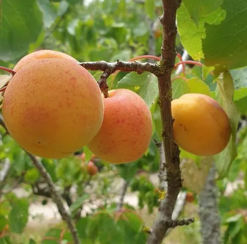 Sondela Self Catering 木屋 *